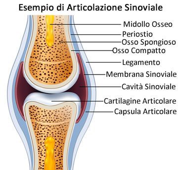 Articolazione sinoviale
