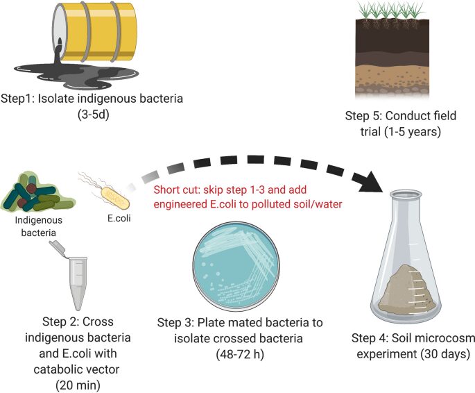 Inoculo di Escherichia coli nel terreno