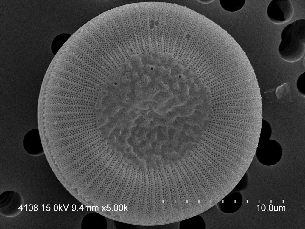 Figura 1 - Cyclotella litoralis (fonte)