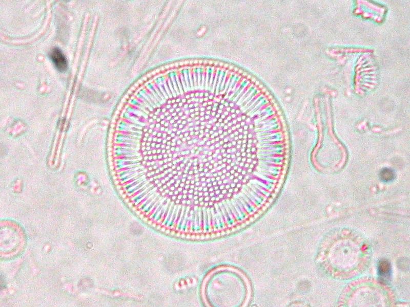 Figura 2 - Cyclotella comensis (fonte)