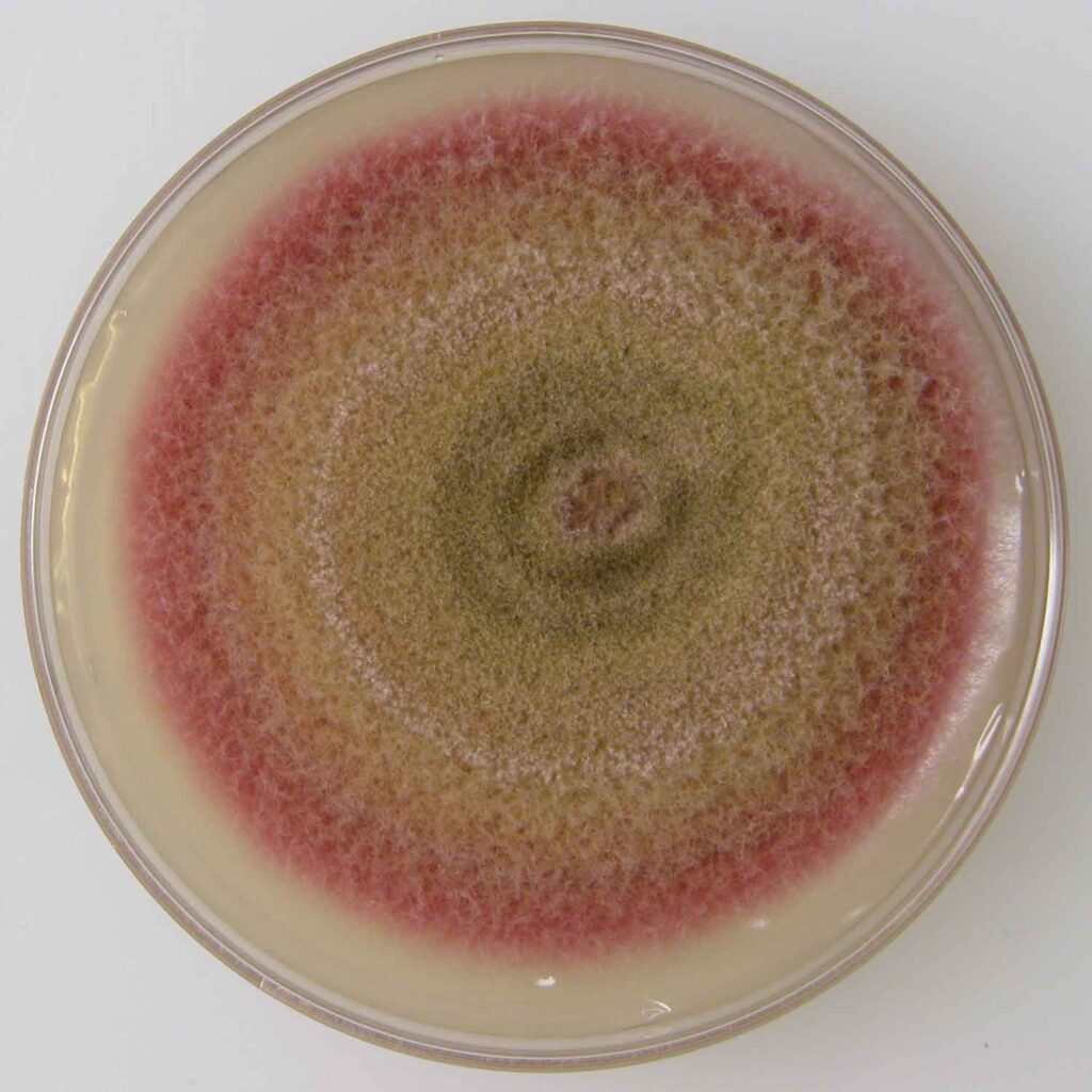 Colonia di Fusarium graminearum su piastra PDA (Potato Dextrose Agar) Gibberella zeae