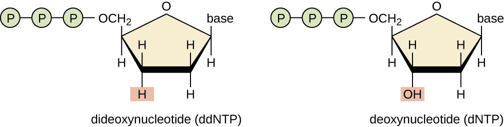  A destra è possibile osserva un deossinucleotide trifosfato mentre a sinistra si osserva la presenza di un dideossiribonucleotide trifosfato utilizzato durante il sequenziamento di seconda generazione
