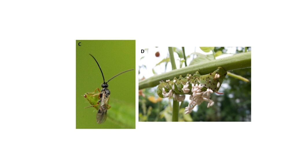vespa parassita e larva parassitata