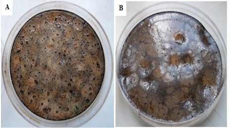 Figura 2 - a. Petrolio in piastre con agar; b. Batteri che degradano il petrolio