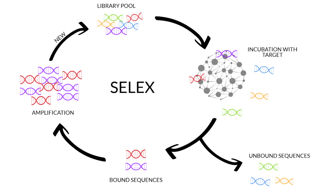 rappresentazione di un ciclo di selex per la creazione di RNA catalitici/ribozimi artificiali 