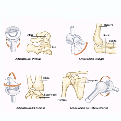 Tipi di articolazioni sinoviali
