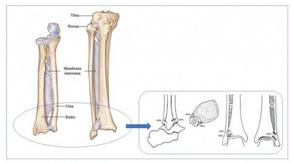 Sindesmosi  radio-ulnare e tibio-fibulare
