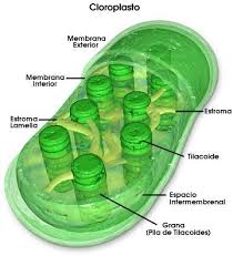 il cloroplasto
