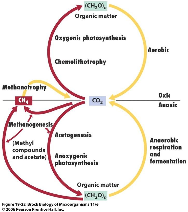 Diagramma raffigurante il ciclo del carbonio e la metanogenesi