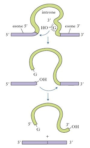 schema descrittivo del processo di autosplicing 