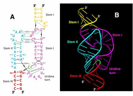 comparazione tra la sequenza nucleotidica e tridimensionale dei ribozimi  (RNA catalitici) Hammerhead