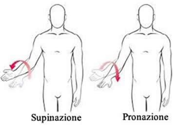 Supinazione e pronazione
