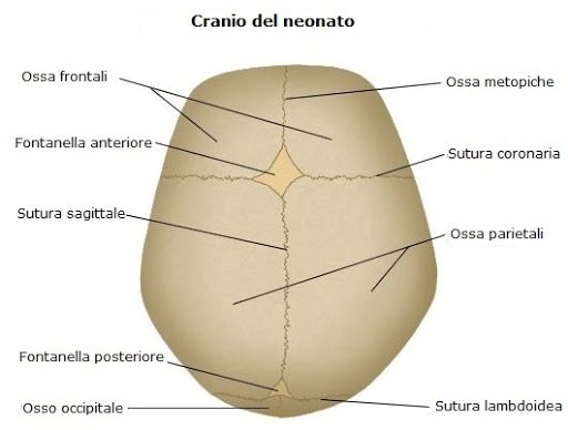 Le suture
