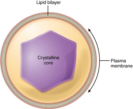 Schema raffigurante un perossisoma con al centro la struttura cristalloide