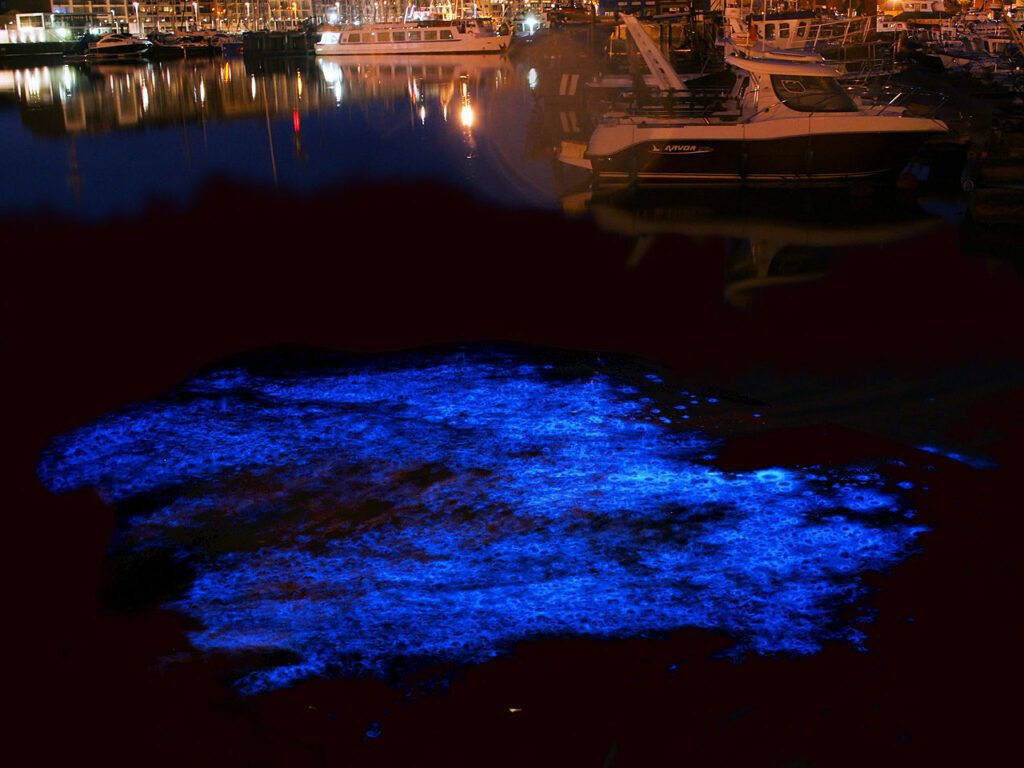 Noctiluca bloom