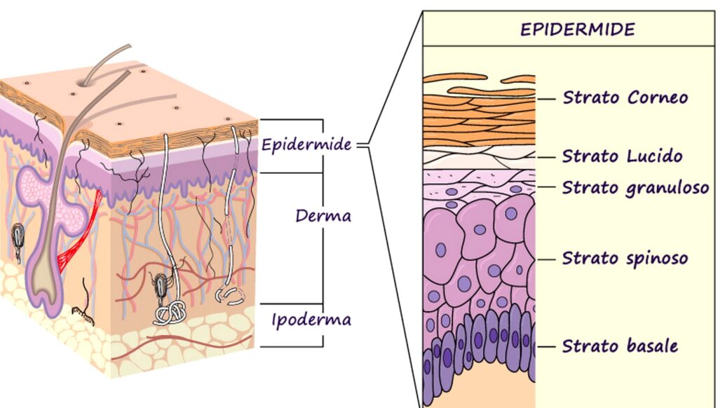Strati dell'epidermide dell'apparato tegumentario