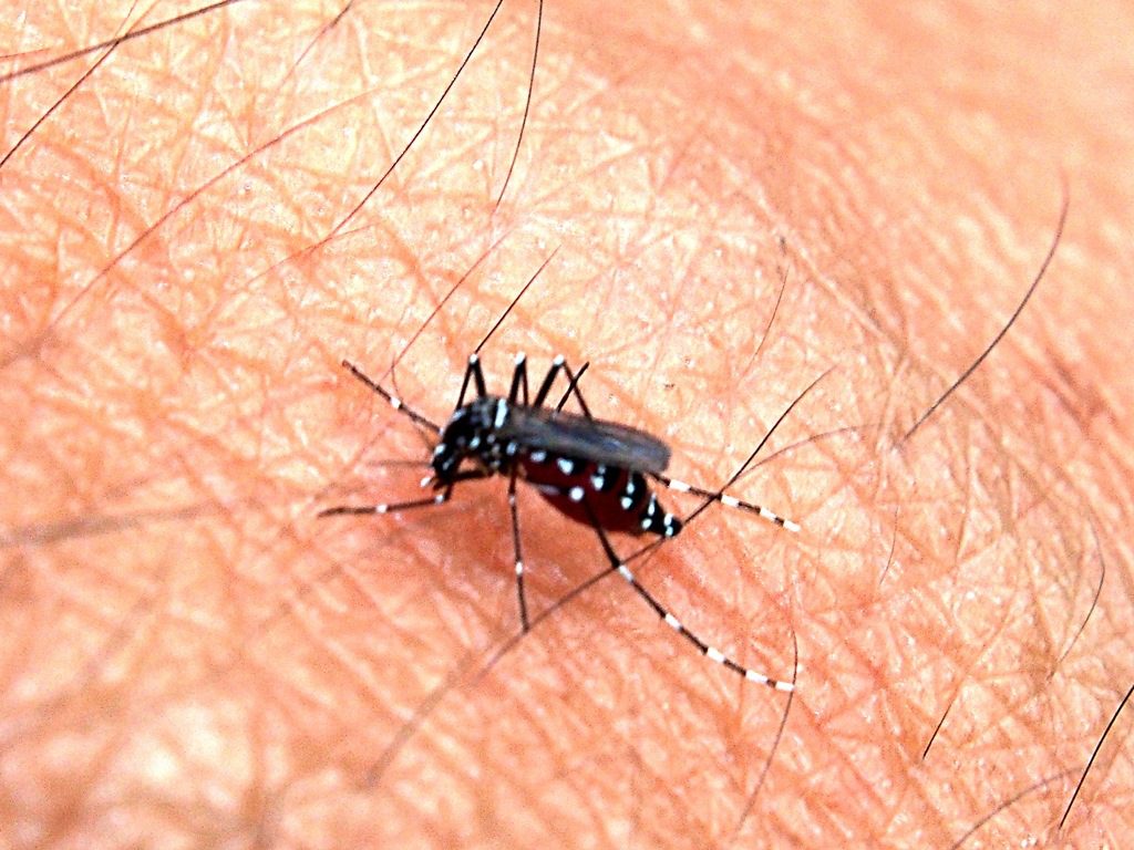Aedes aegypti Finlay febbre gialla