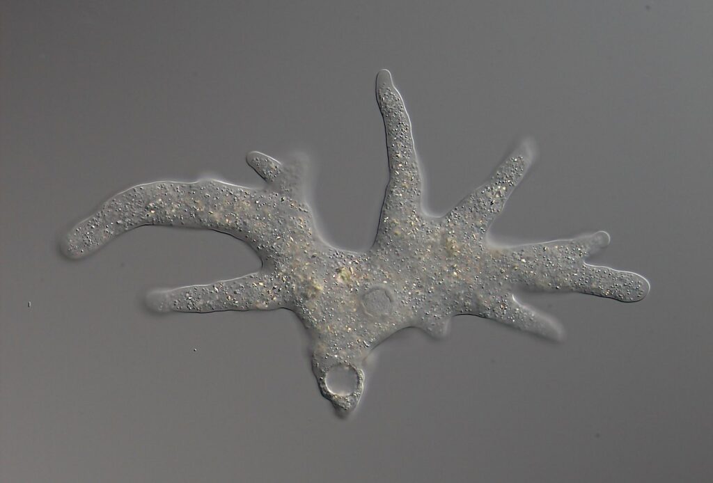 Pseudopodi di ameba