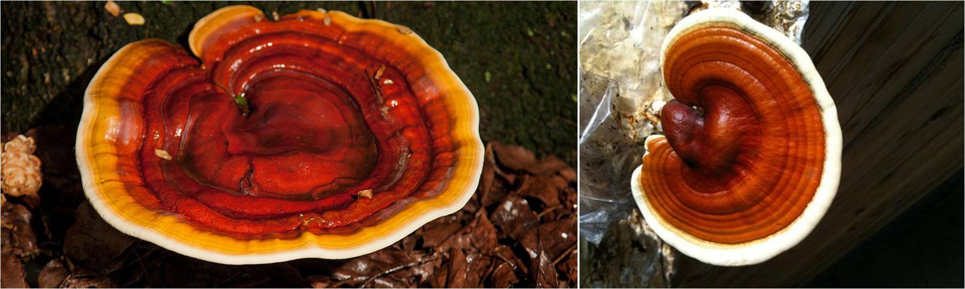 Figura 1 – Ganoderma lucidum 