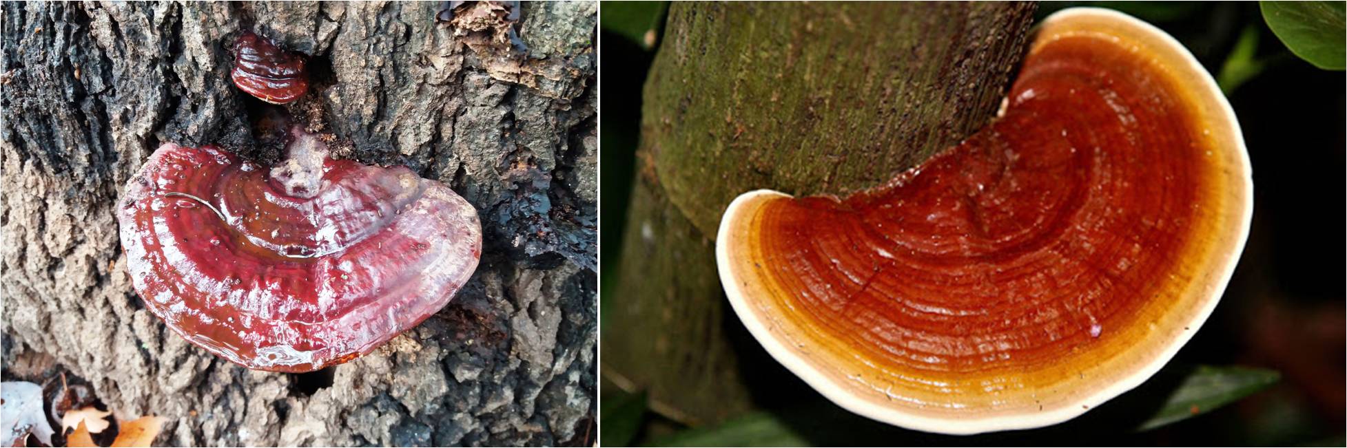 Figura 2 – Corpo fruttifero del G. lucidum direttamente attaccato all’albero, senza il fusto