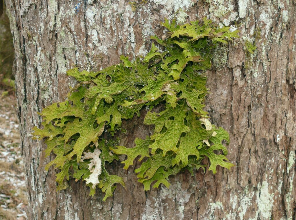 Figura 2 - La Specie Lobaria pulmonaria è costituito da un fungo ascomicete in simbiosi con un'alga verde ed un cianobatterio. 
[Fonte: fs.fed.us]