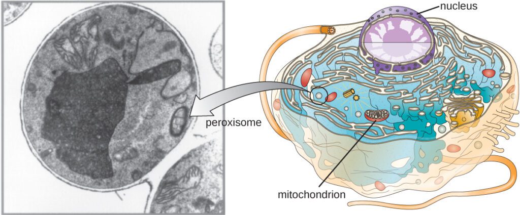 I perossisomi: organuli cellulari evidenziati al microscopio elettronico