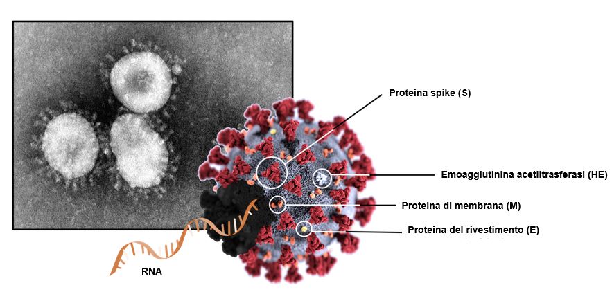 Structure of SARS-Co-V-2