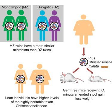 Trapianto di feci arricchite con Christensenella minuta ed effetti sull'aumento di peso