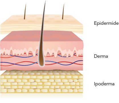 Apparato tegumentario Epidermide, derma ed ipoderma dell'apparato tegumentario