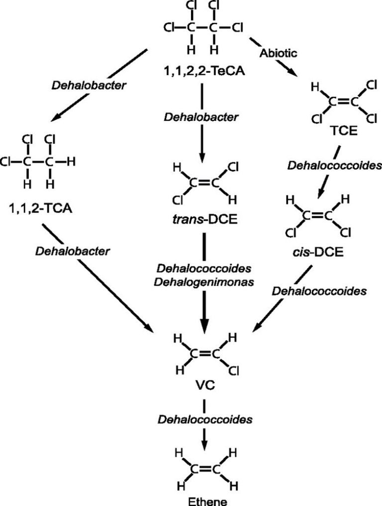 Vie biochimiche di biorisanamento dei solventi alogenati da parte di diverse specie batteriche appartenenti ai genere Dehalococcoides, Dehalobacter e Dehalogenimonas.