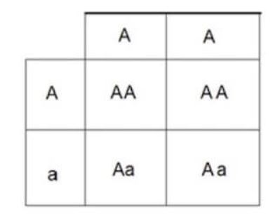 diagramma di Punnet