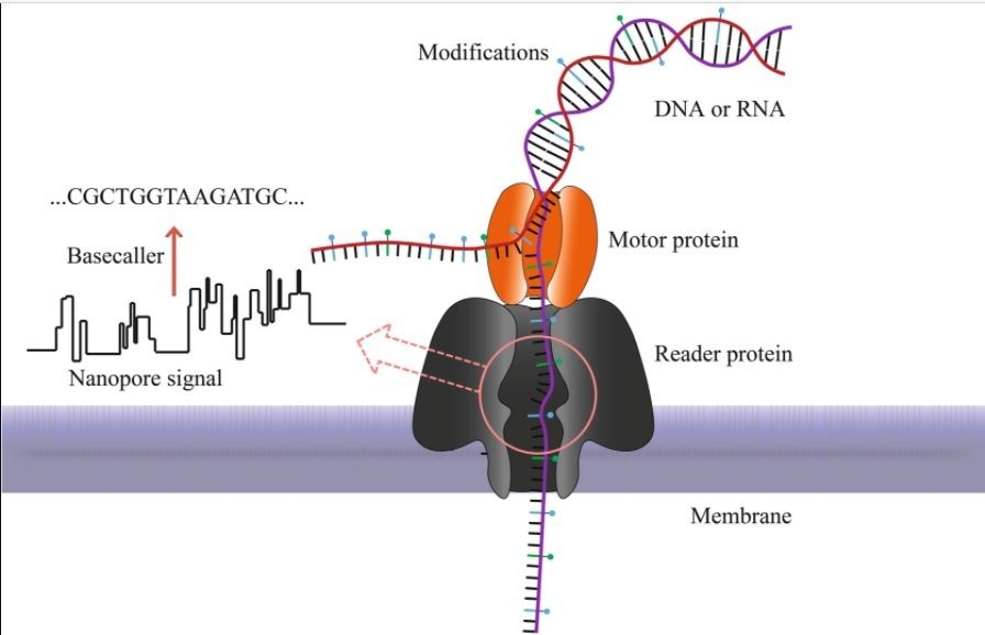 Schematizzazione del processo di sequenziamento all'interno di un singolo nanoporo