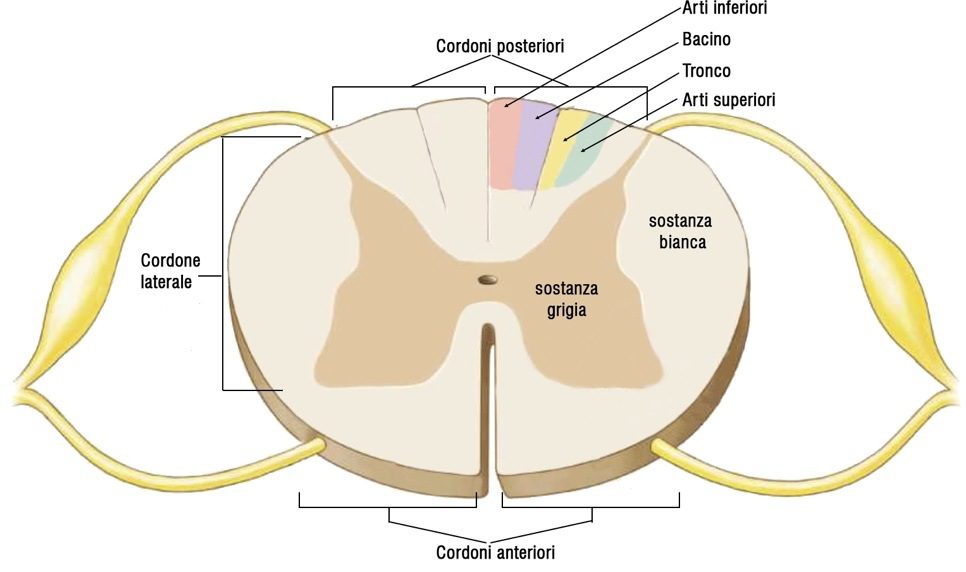 Sezione midollo spinale: morfologia interna

