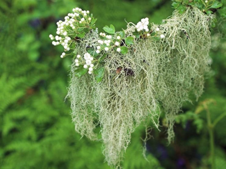 Figura 3 - La specie Usnea barbata è un lichene fruticoso grigio-verde con una crescita simile a piccoli arbusti ancorati a cortecce o rami di alberi. Ha una distribuzione cosmopolita. E' possibile trovarlo sia in Europa che in Nord America. Le specie del genere Usnea possono essere utilizzate come biosensori della qualità dell'aria. [Fonte: naturalmentejo.it]