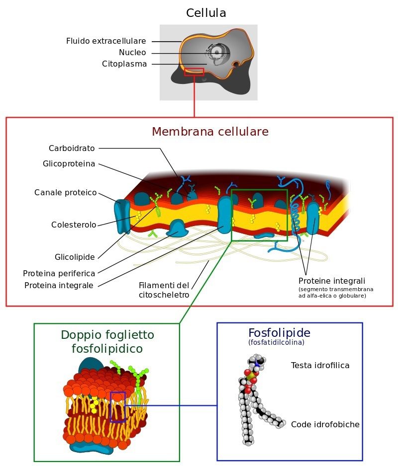membrana citoplasmatica esocitosi endocitosi