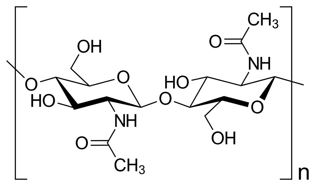 Struttura chimica della chitina