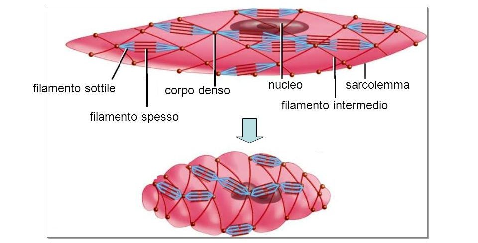 Tessuti muscolari contrazione della fibrocellula muscolare liscia
