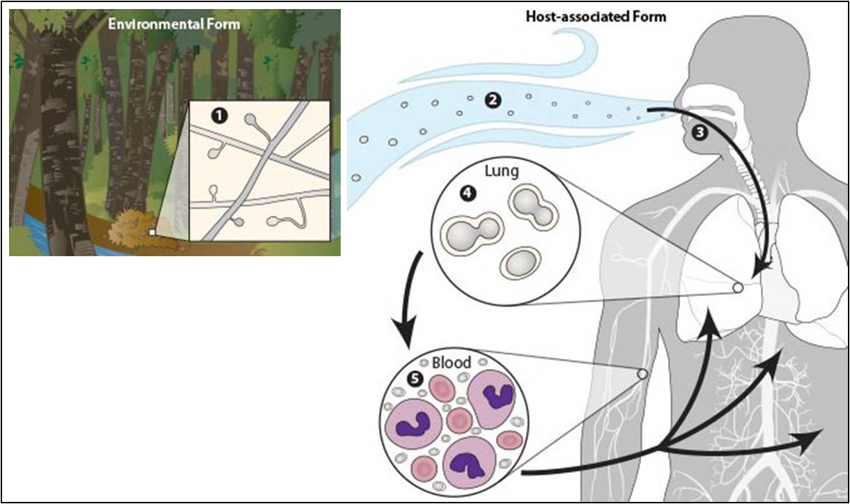 Figura 5 – Biologia del B. dermatitidis. Nell’ambiente il micete esiste sotto forma di muffa (1), le ife rilasciano le spore (2) che vengono inalate o penetrano nelle ferite aperte (3), arrivano fino ai polmoni (4) e da lì possono entrare nel circolo ematico e diffondersi in altri organi