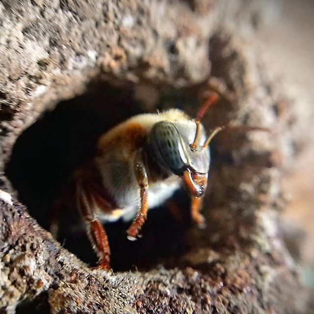 Le api senza pungiglione, che promettono nuovi batteri, hanno alveari vigilati dalla Mandaçaia, una operaia guardiana. 