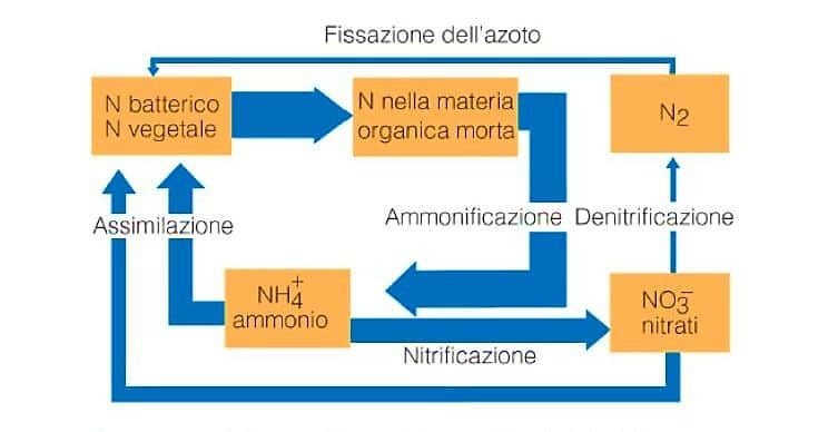 Figura 1 - Ciclo dell’azoto – [Credits: BioPills]

