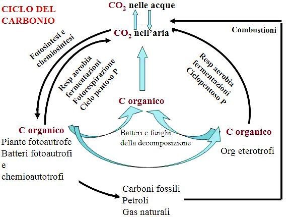 Figura 2 - Ciclo del carbonio – [Credits: Natalia Coco, slideplayer.it]
