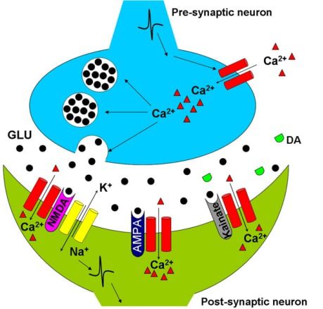 Meccanismo d'azione del glutammato