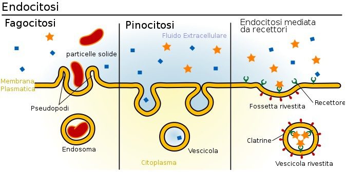 endocitosi