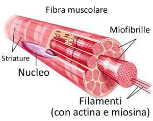 Struttura della fibra muscolare scheletrica
