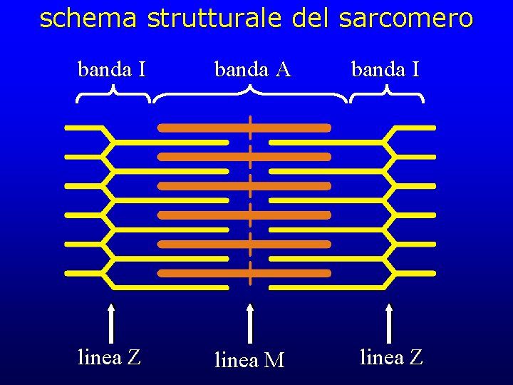 Tessuto muscolare: schema strutturale del sarcomero
