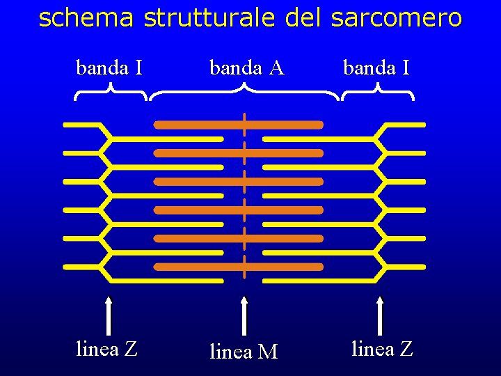 Tessuto Muscolare Struttura Peculiarit E Funzionalit 