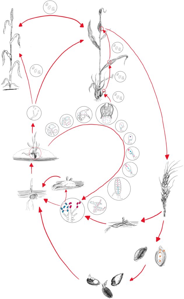 Ciclo vitale Microdochium majus [Fonte: Cecilia Panzetti]
