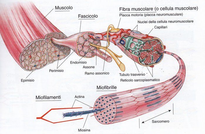 Struttura complessiva del muscolo scheletrico


