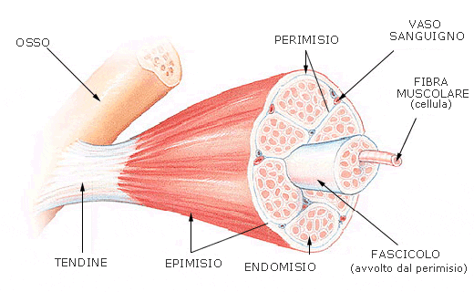 tessuto muscolare: Struttura del muscolo scheletrico
