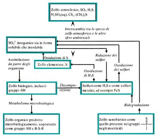 Figura 3 - Ciclo dello zolfo – [Credits: Simone Piva, slideplayer.it]
